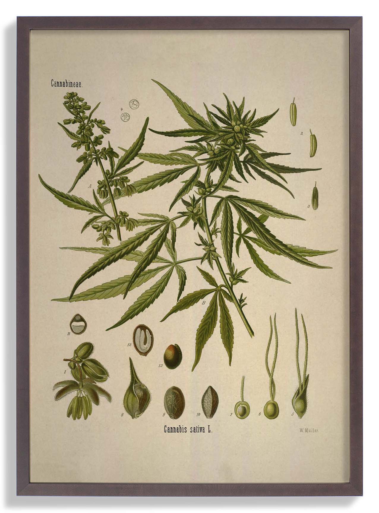 Cannabis Sativa School