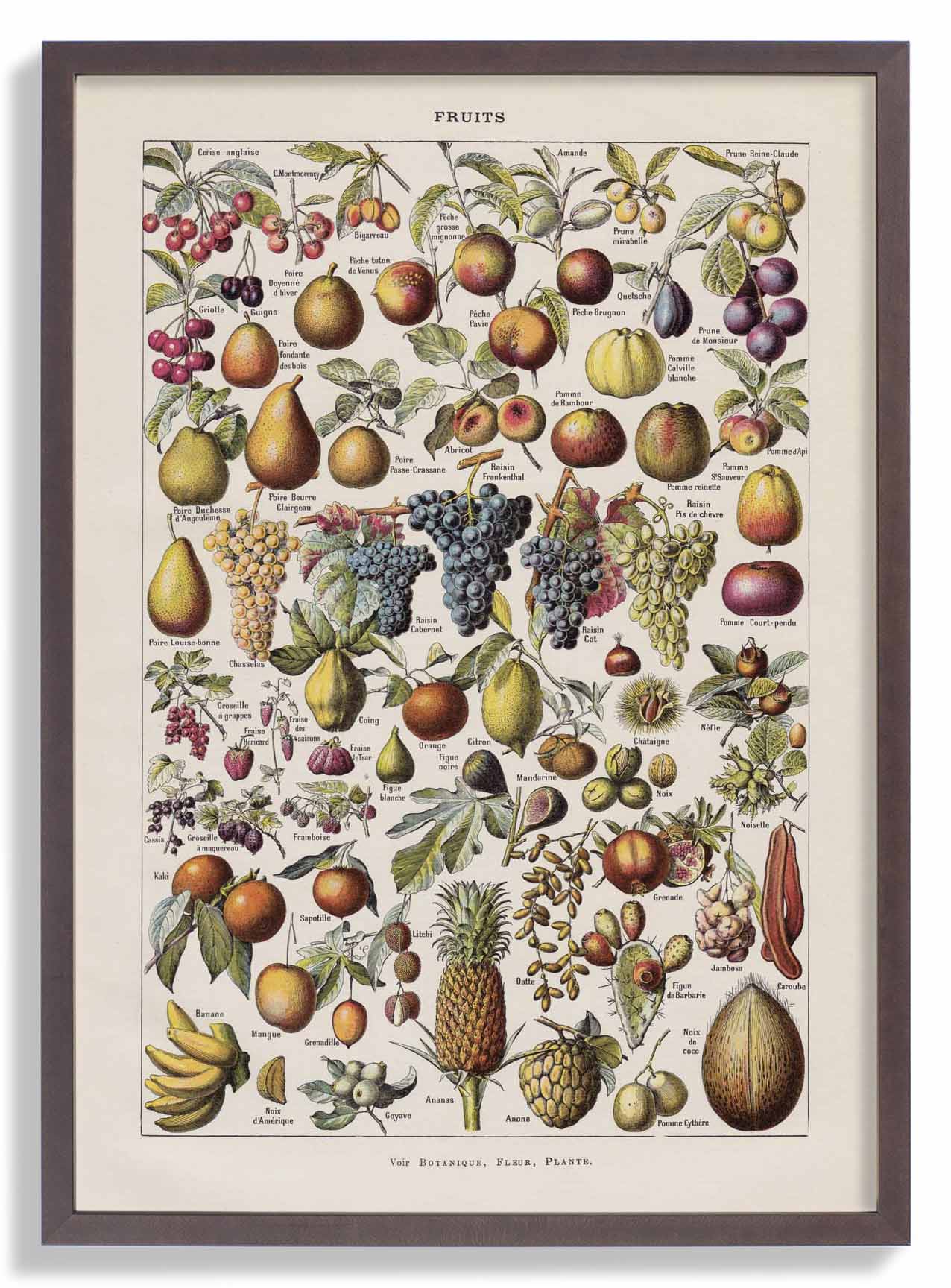 Antique Fruits by Adolphe Millot