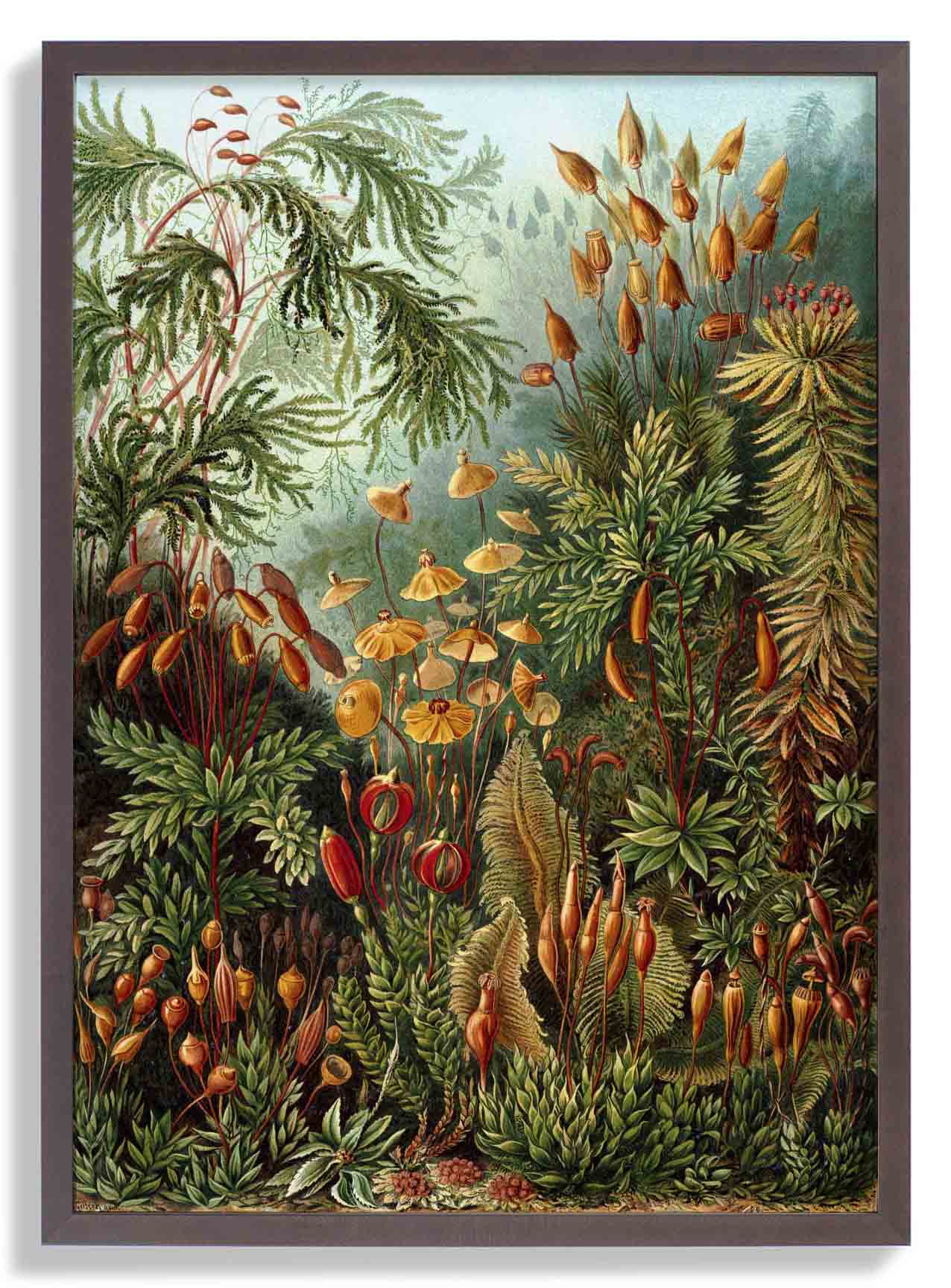Mushroom ForestPrint by Ernst Haeckel