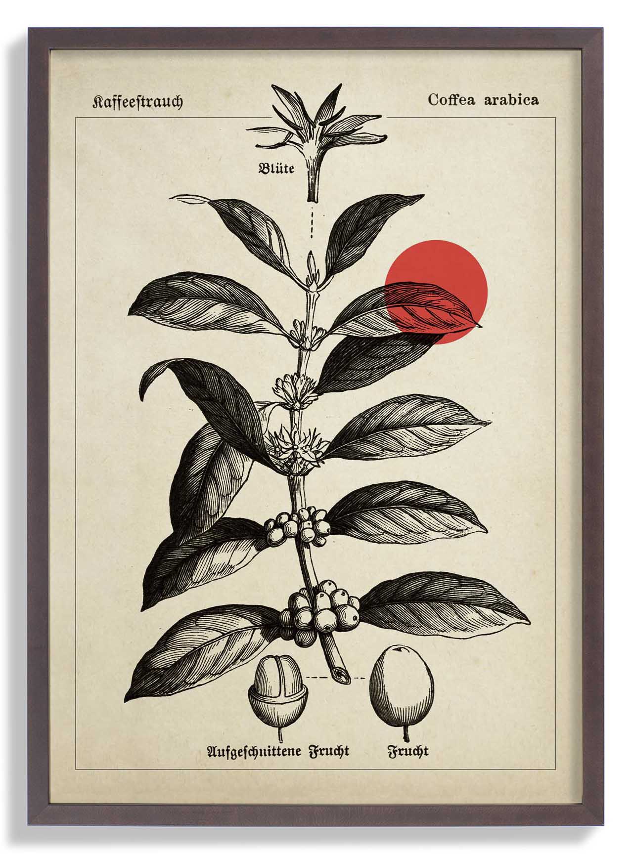 Coffee Kaffeebaum