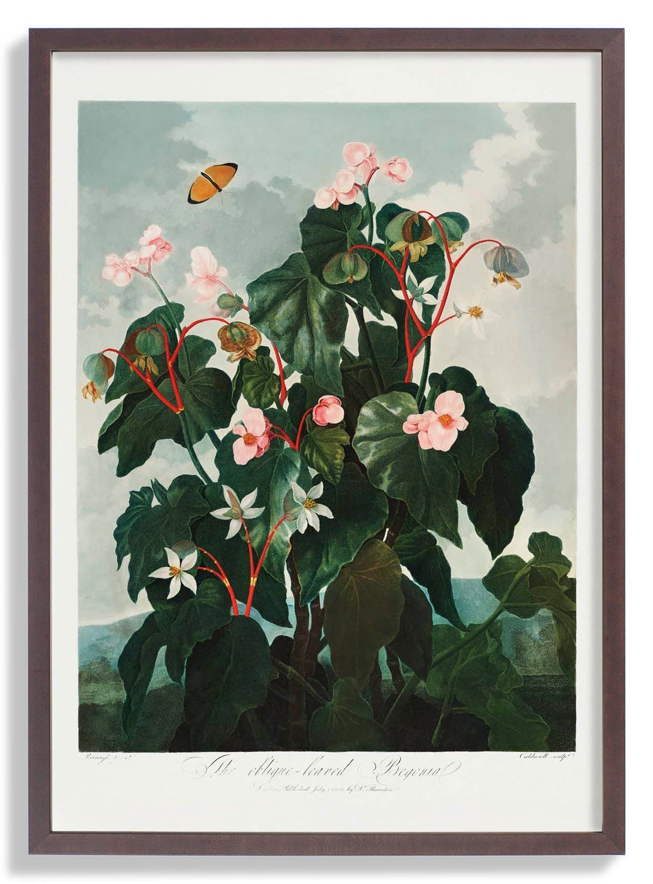 Begonia from The Temple of Flora