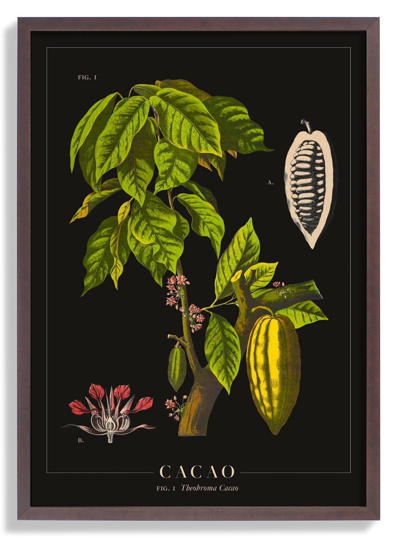 Cacao
