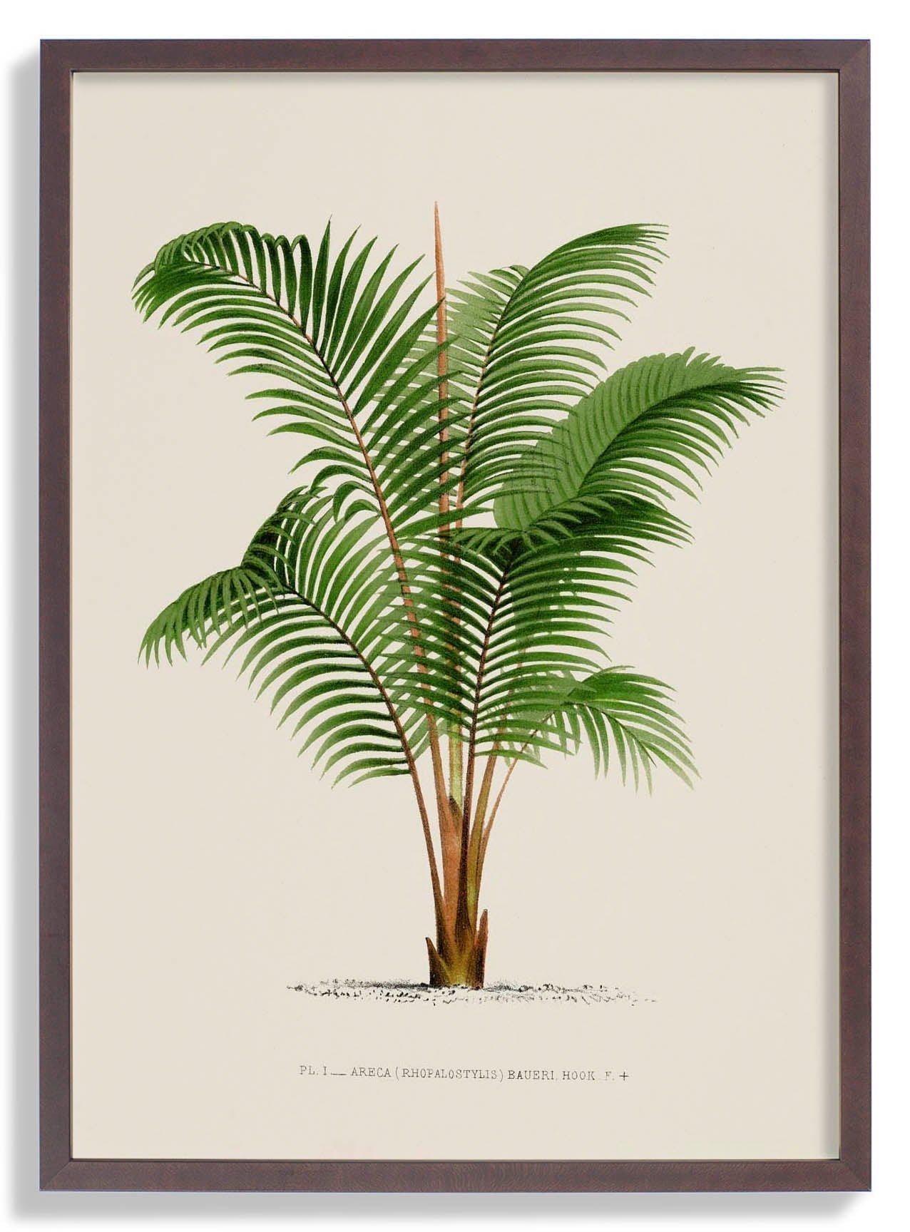 Areca Bauer Palm Tree Art Print