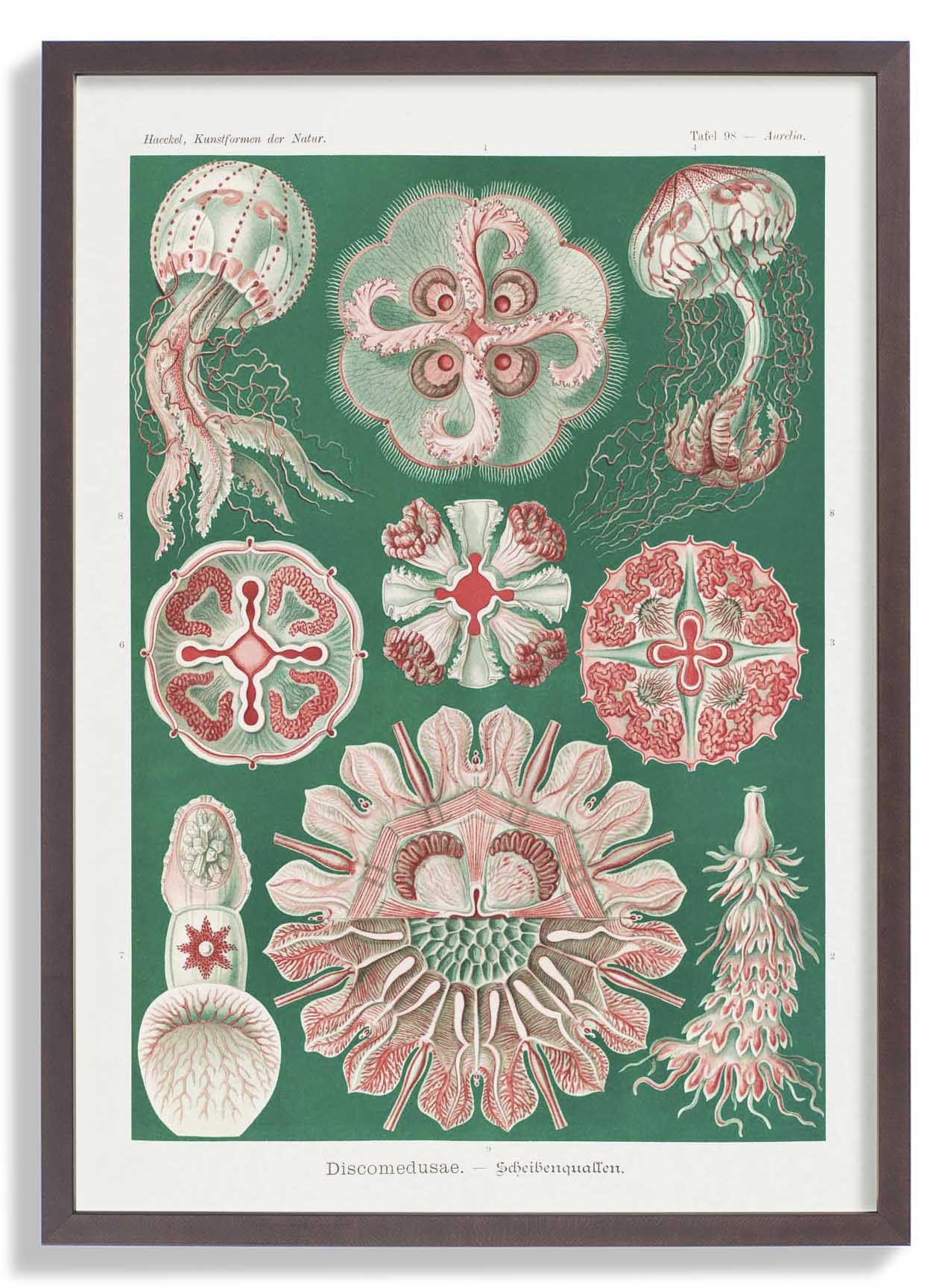 Discomedusae Green Pink by Ernst Haeckel with borders