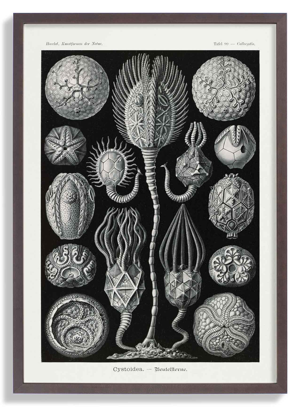 Cystoidea by Ernst Haeckel