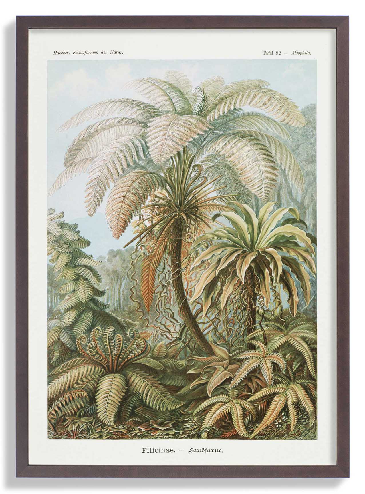 Filicinae Palm Tree by Ernst Haeckel