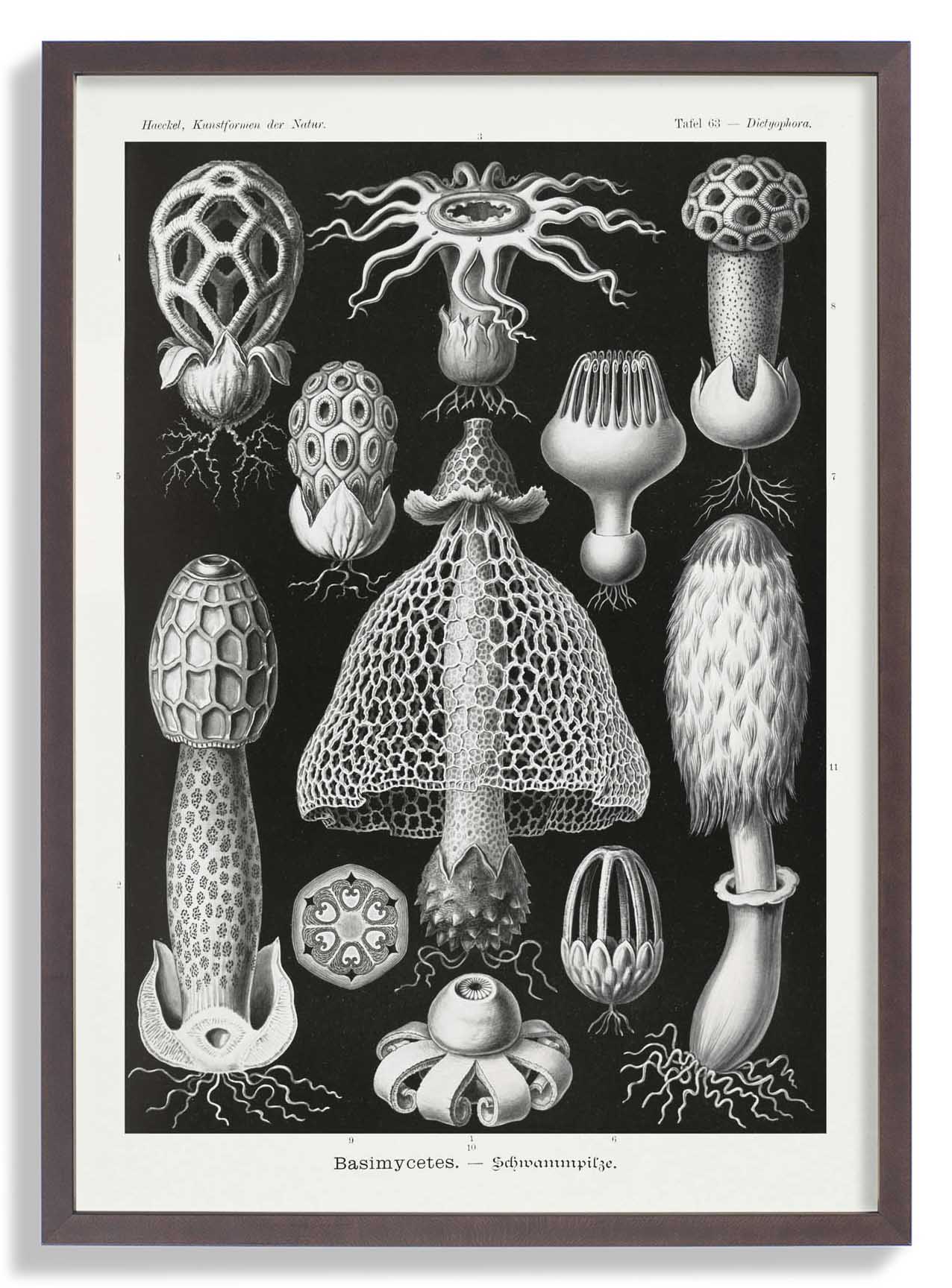 Basimycetes by Ernst Haeckel