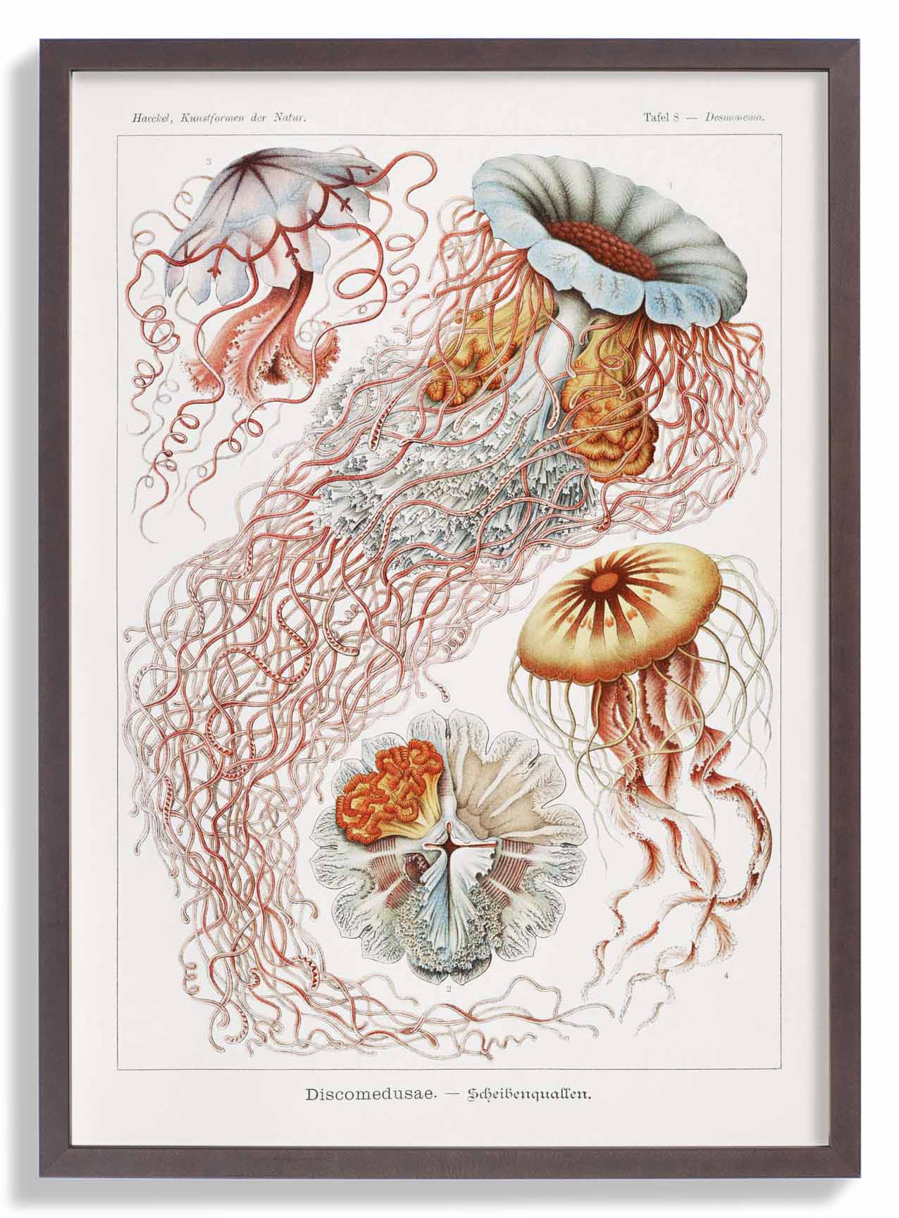 Discomedusae III von Ernst Haeckel