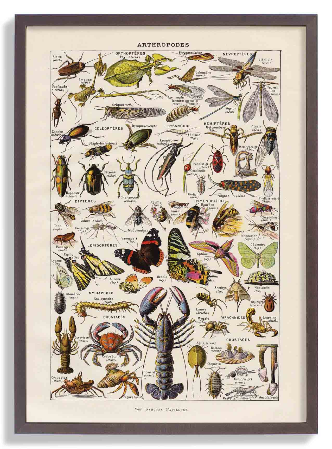 Arthropodes Larousse