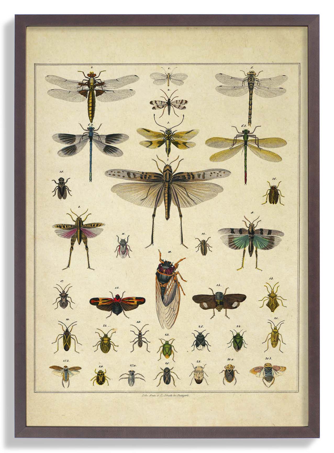 Insects by Oken