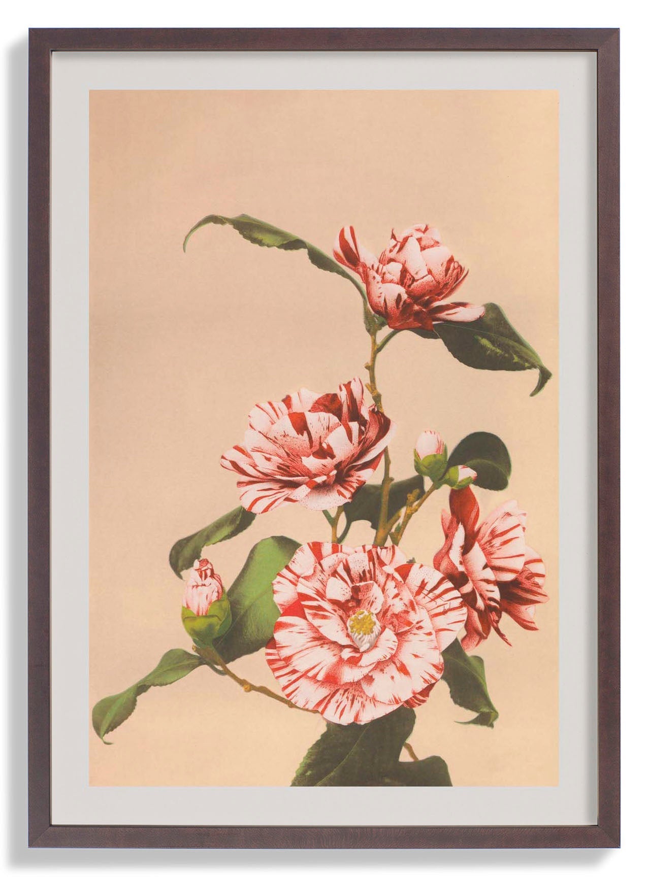 Striped Camellias by Ogawa Kazumasa