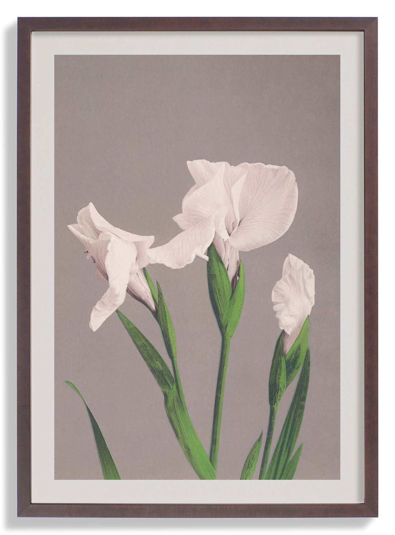 White Irises by Ogawa Kazumasa