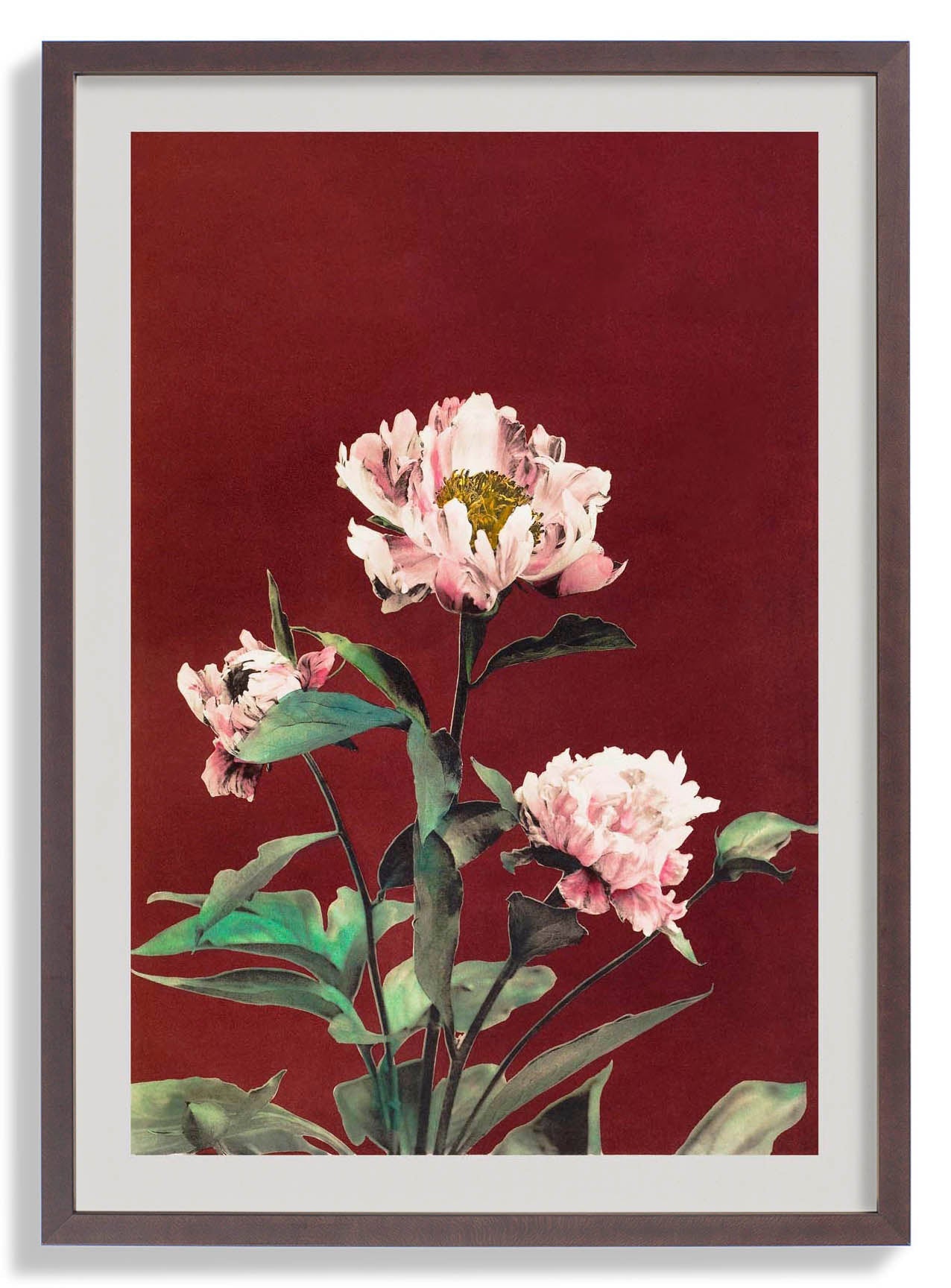Hærdaceous Peony by Ogawa Kazumasa