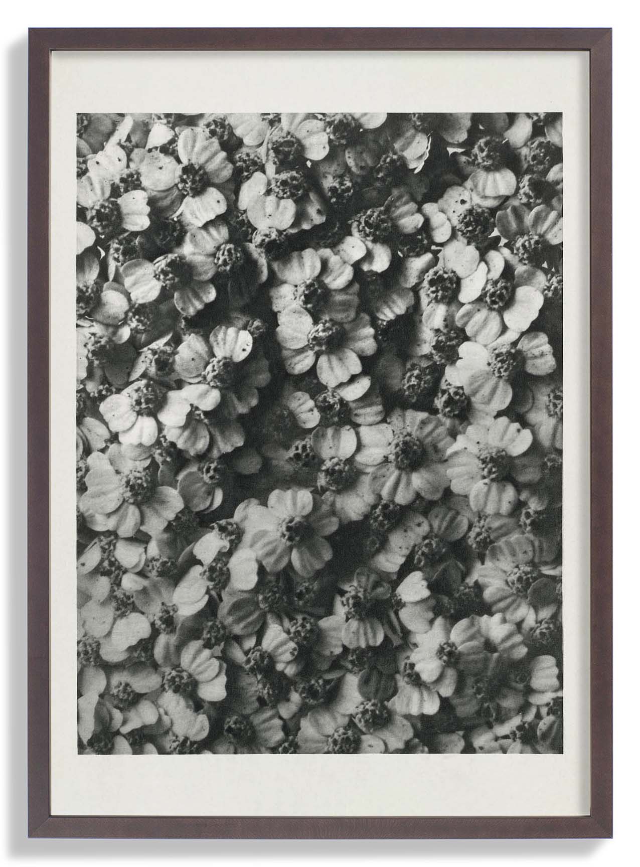 Karl Blossfeldt Pflanzenfotogravur Nr 68