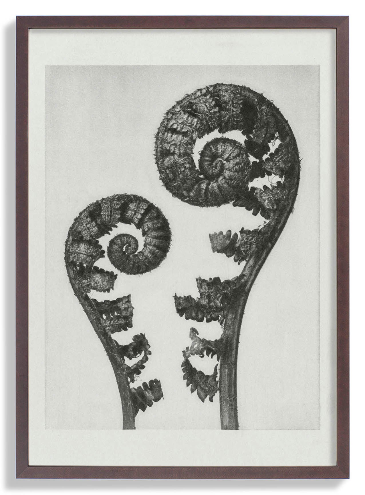 Karl Blossfeldt Pflanzenfotogravur Nr 109