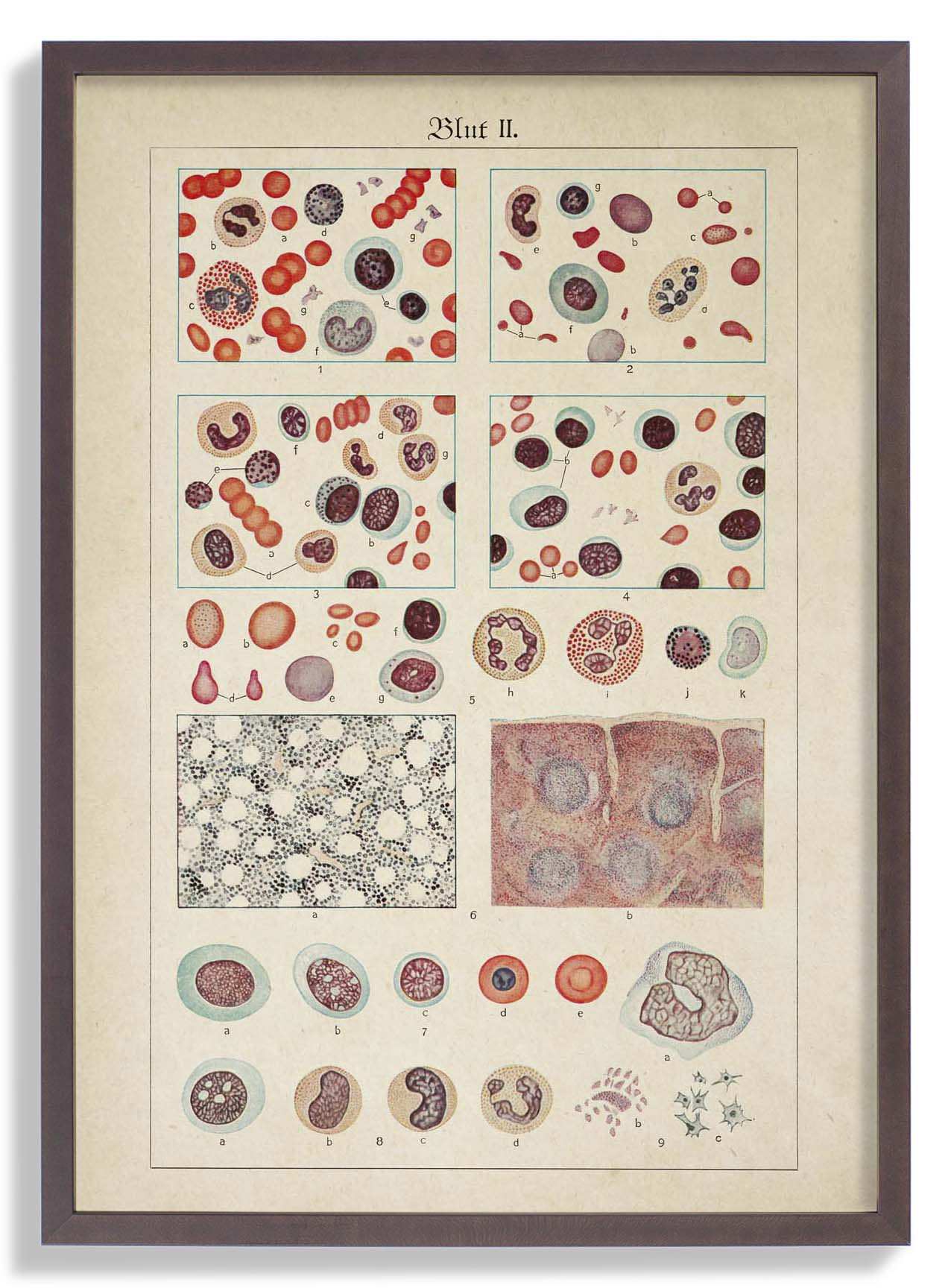 Antique Blood Cells