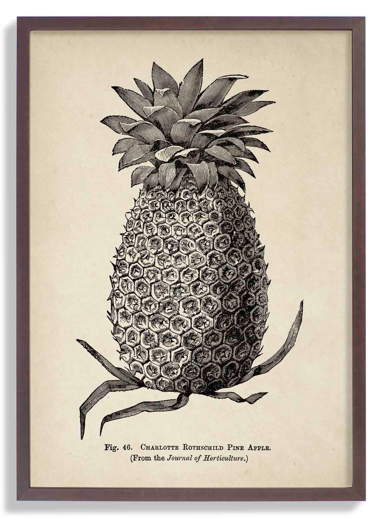 Antique Pineapple
