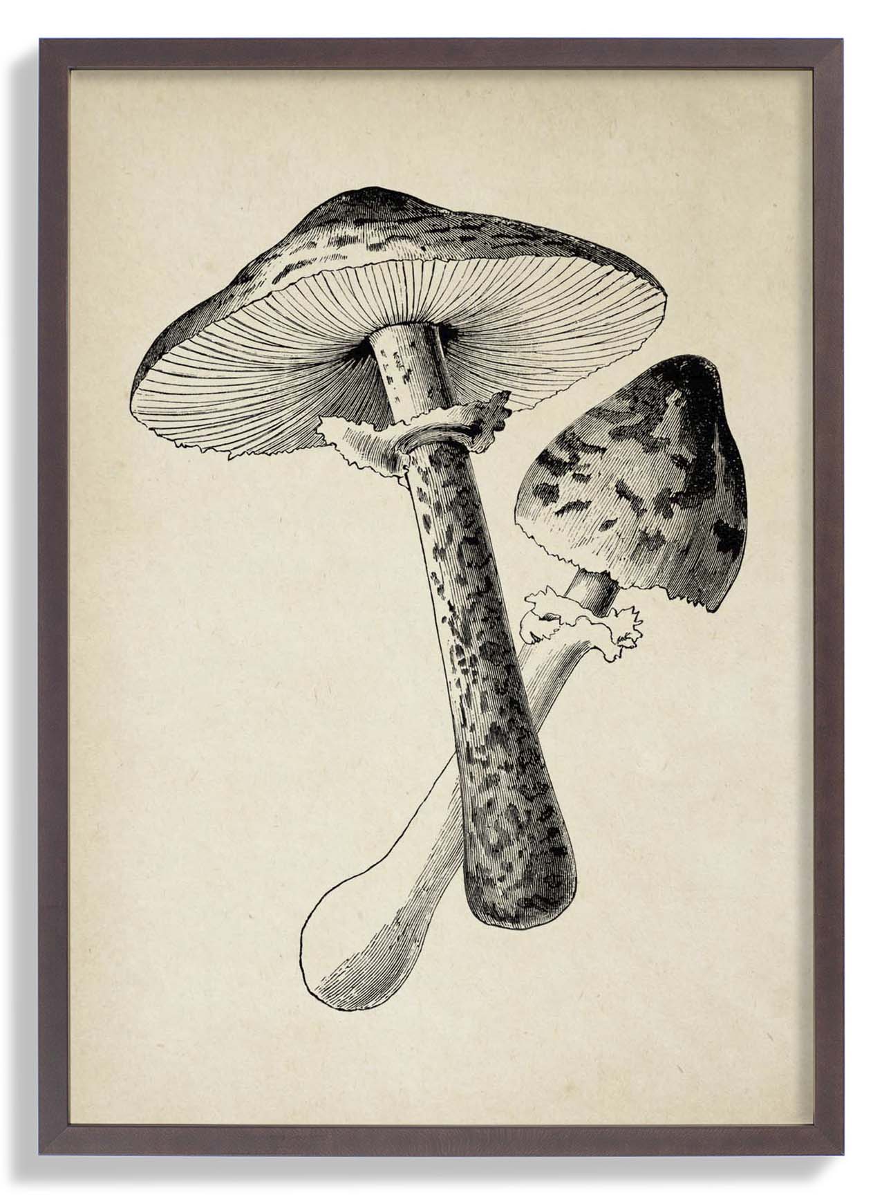 Antique Mushroom