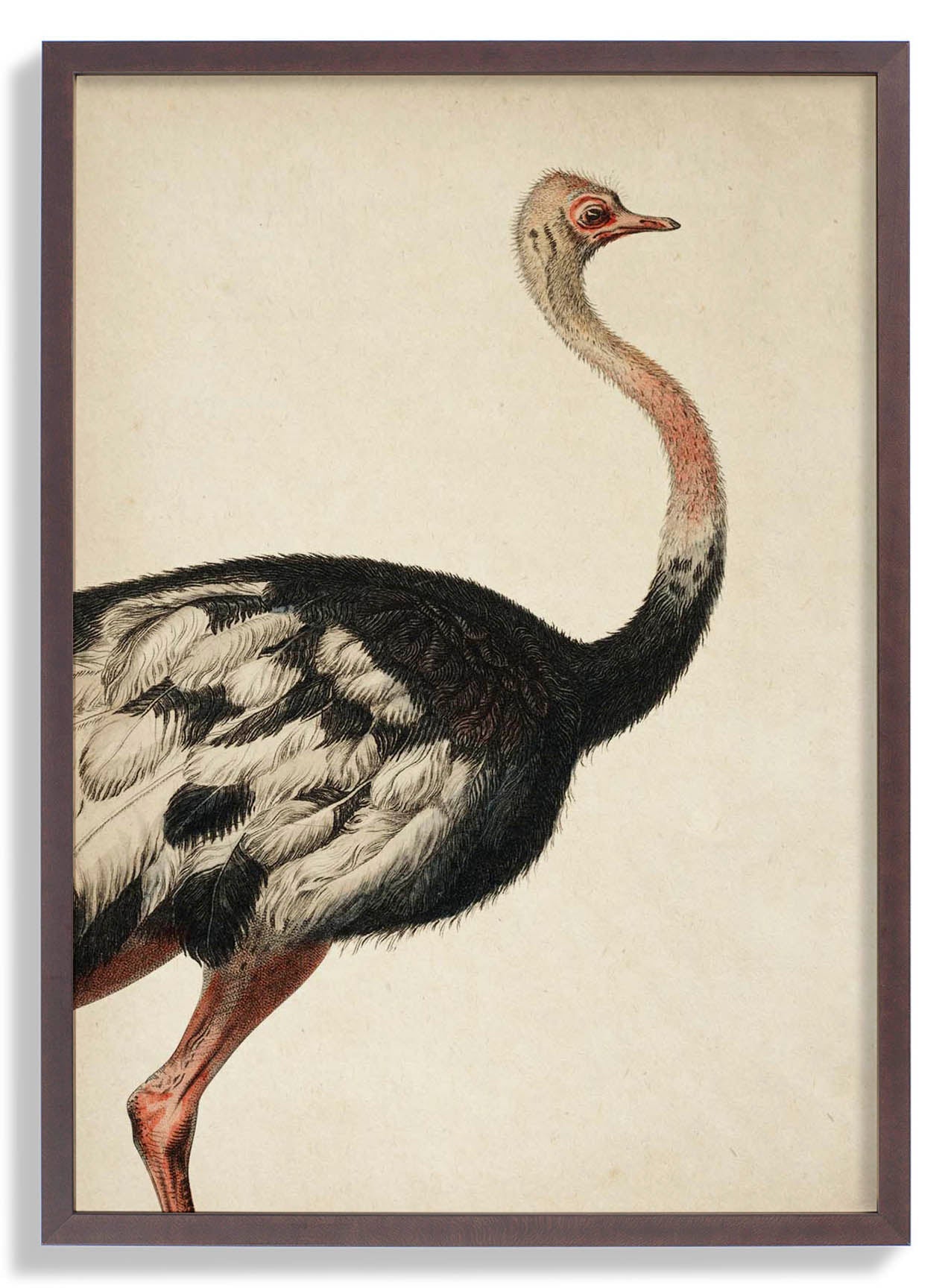 Antique Ostrich I