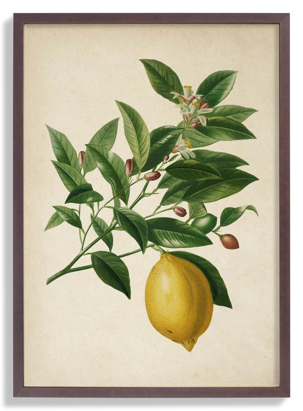 Antique Lemon