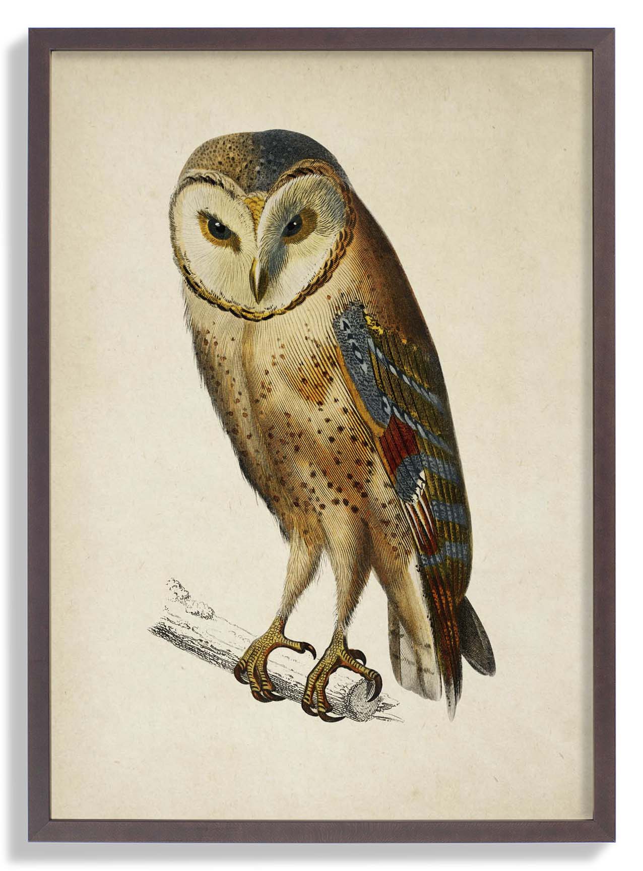 Antique Owl