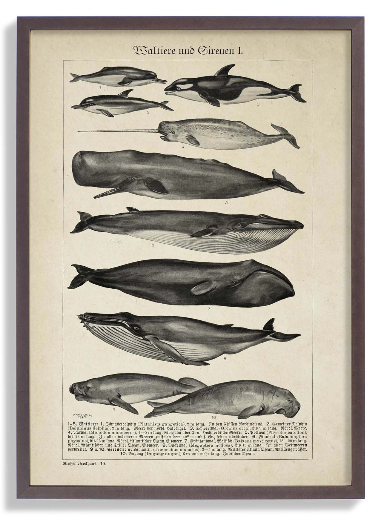 Antique Whales