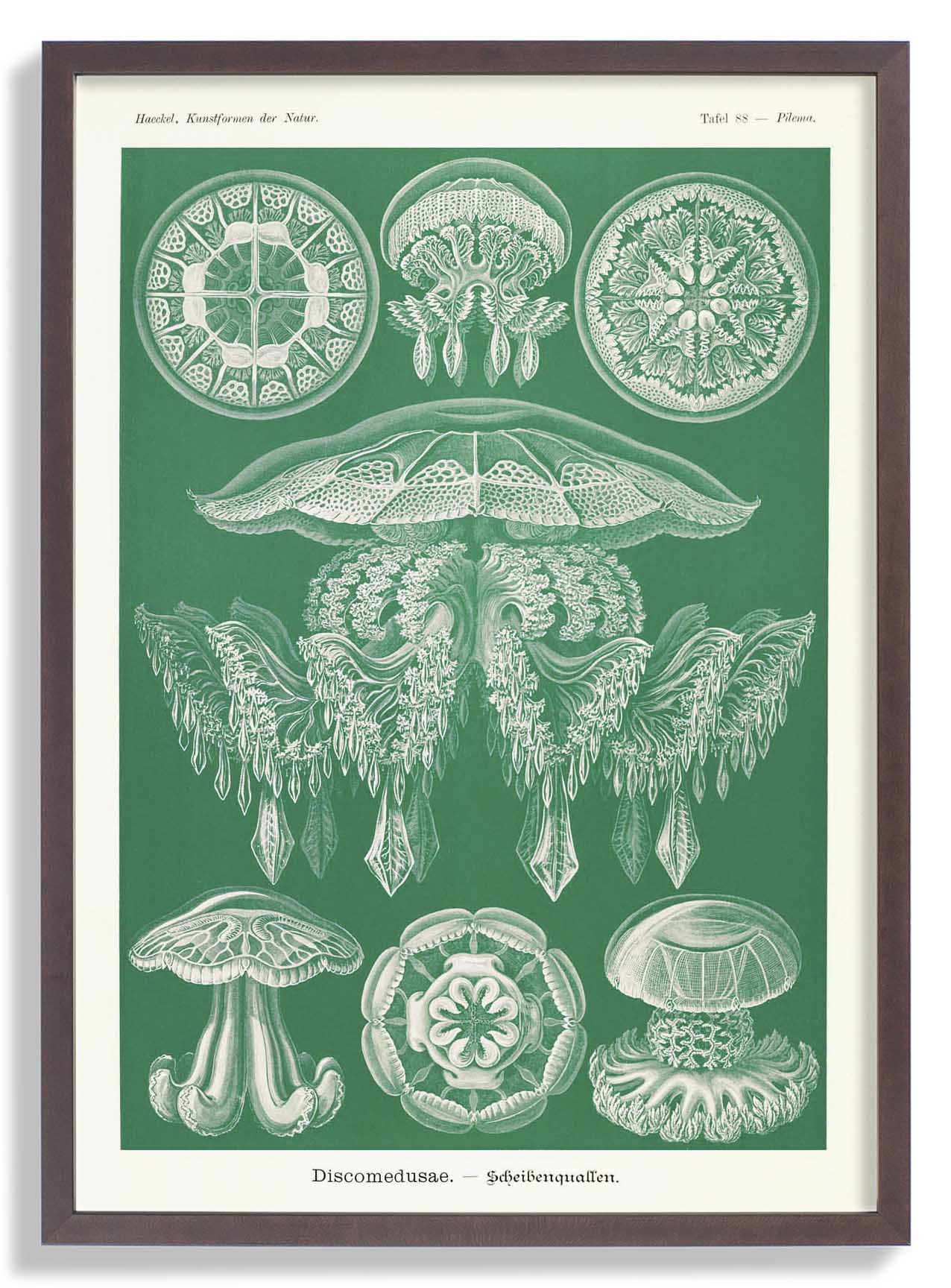 Discomedusae Green Jellyfish by Ernst Haeckel with borders