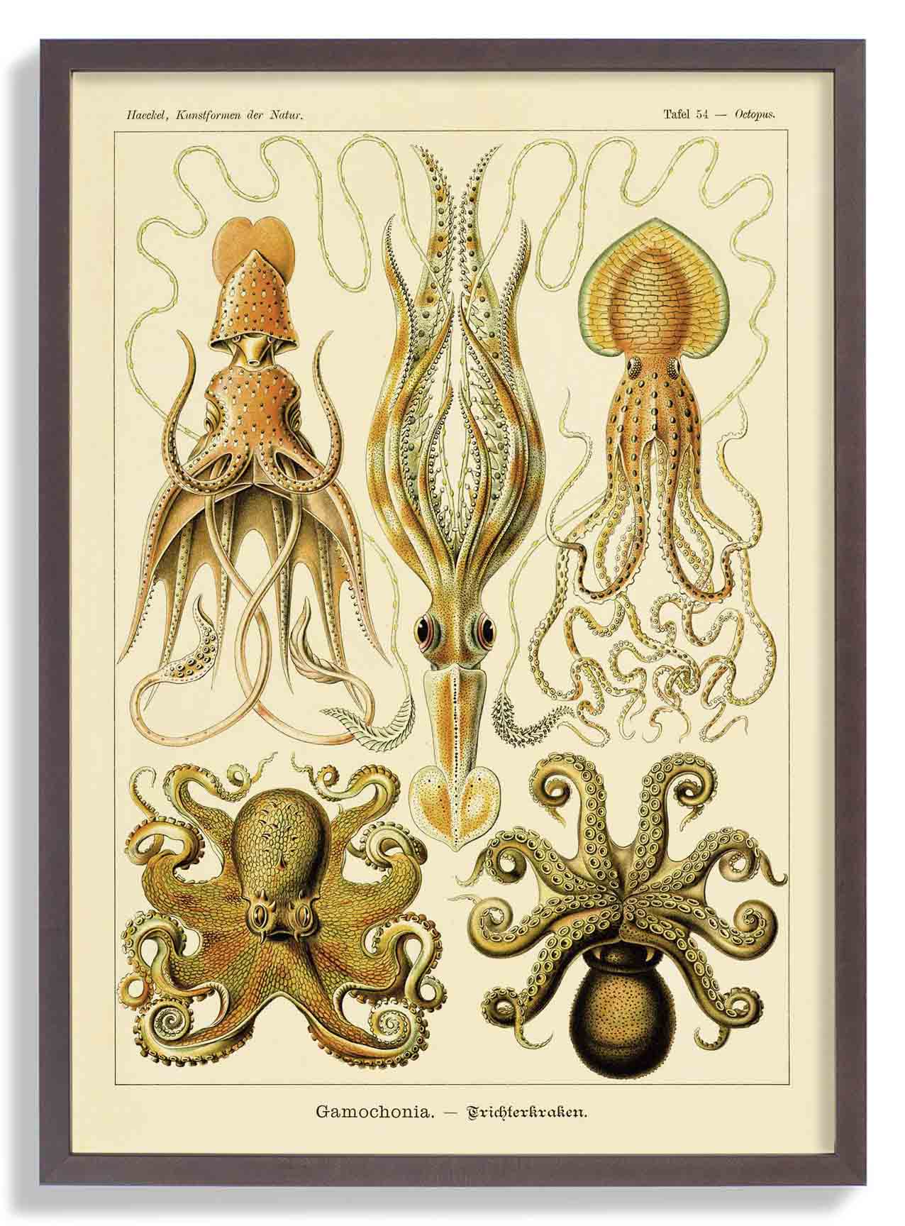 Gamochonia by Ernst Haeckel