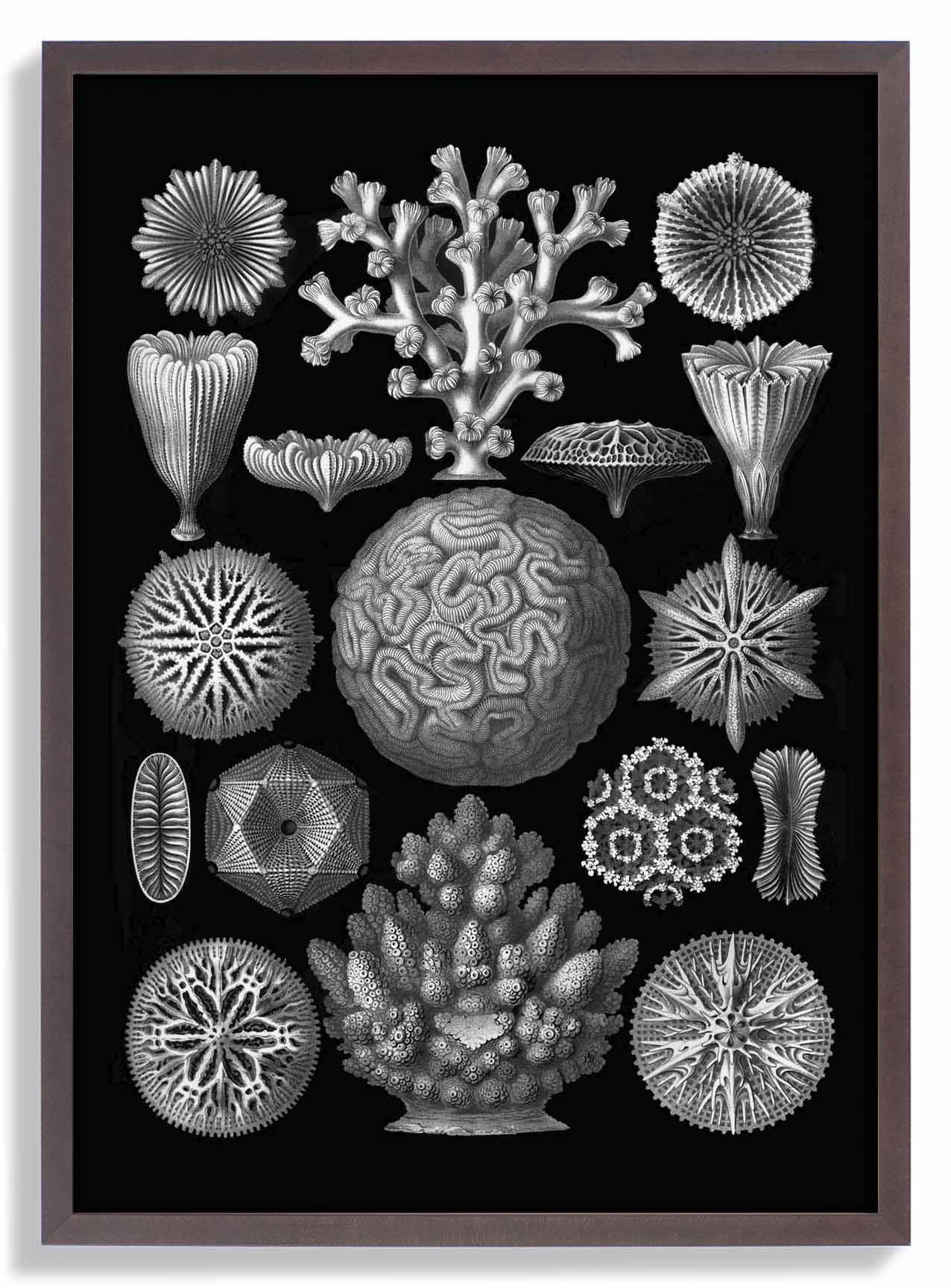 Hexacoralla by Haeckel