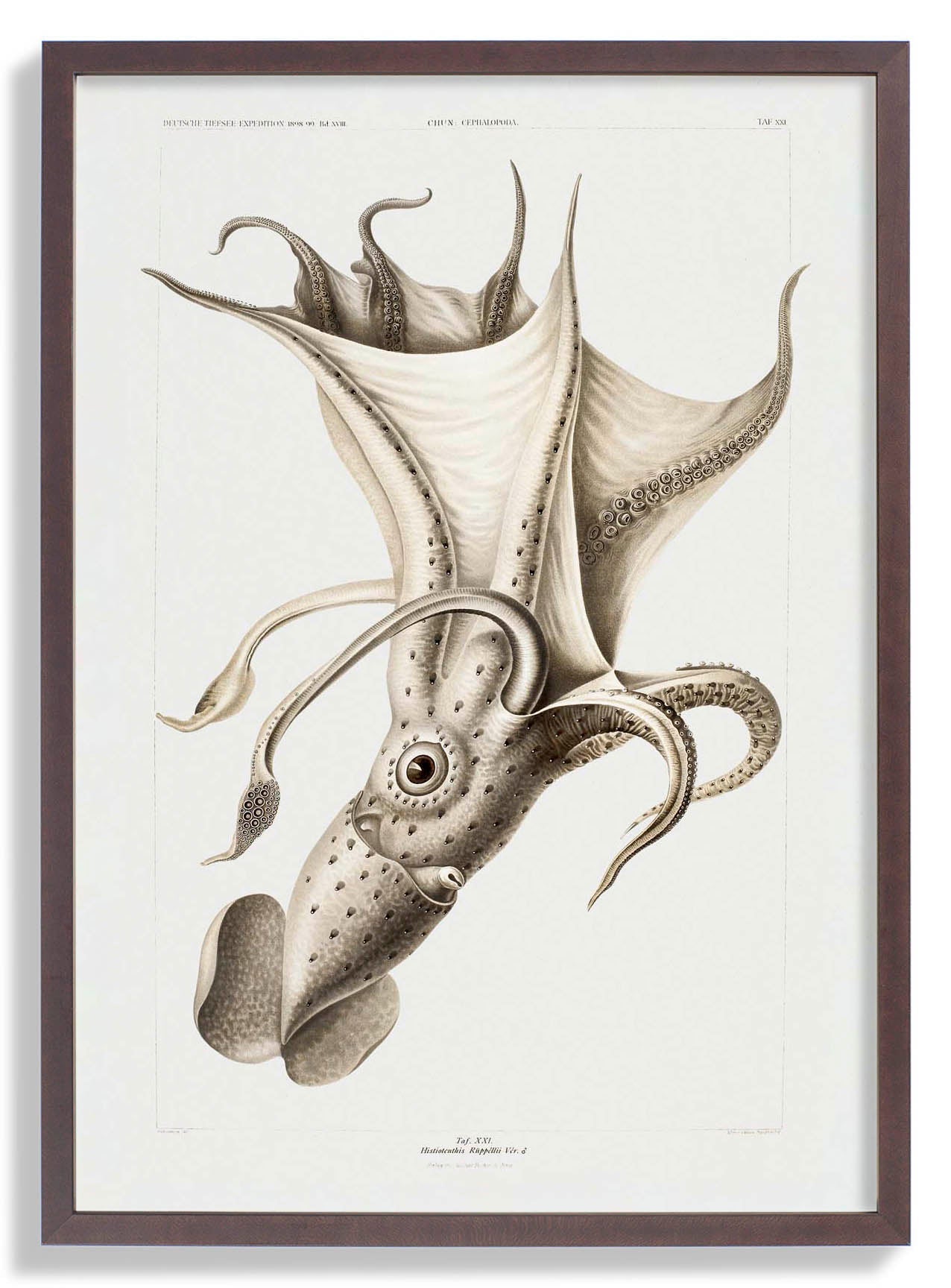 Bleicher Tintenfisch Poster