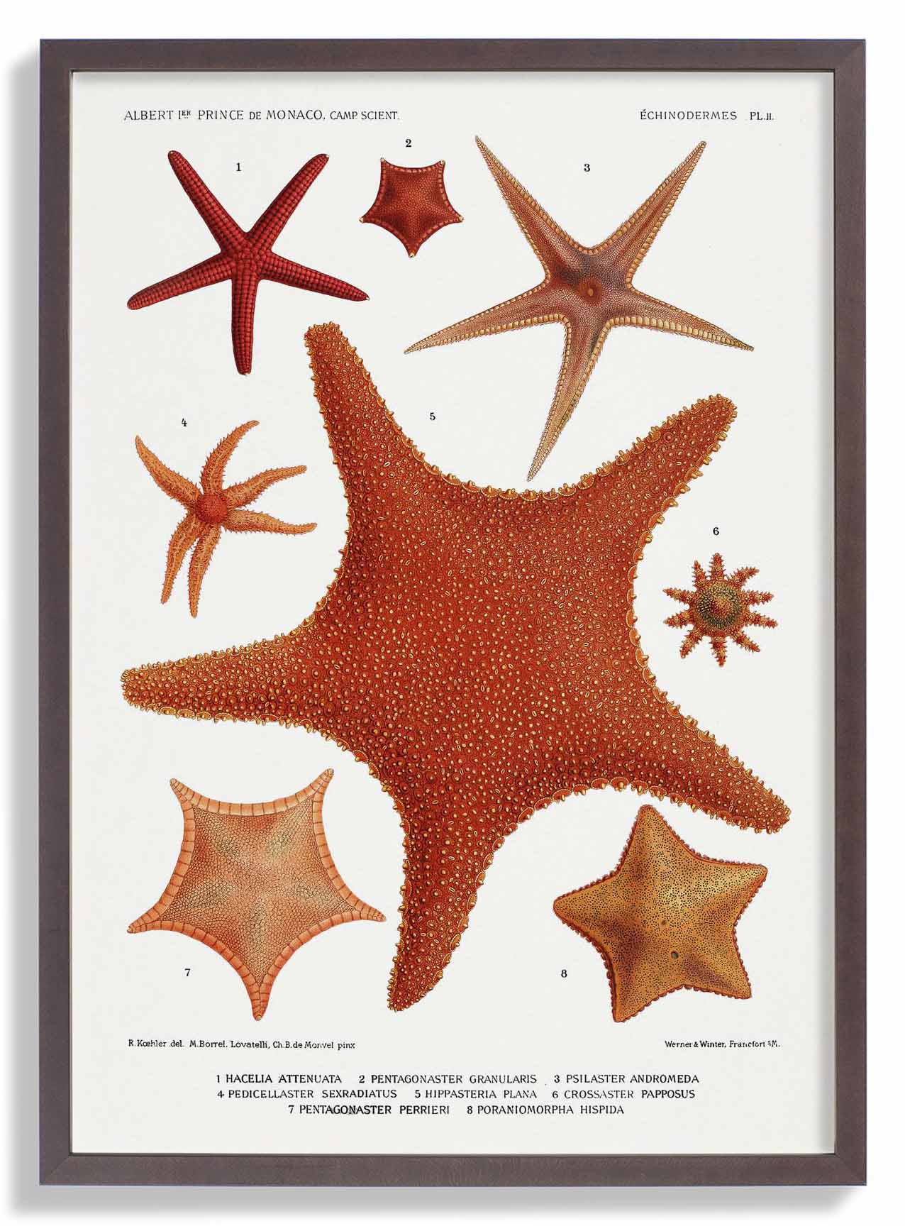 Starfish Varieties 2