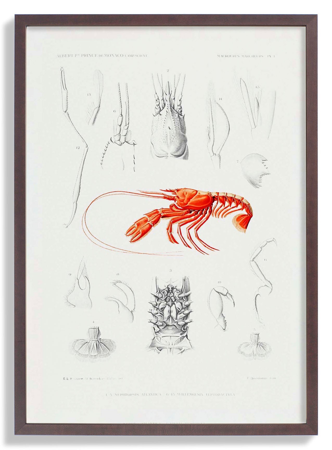 Shrimps External and Internal Organs