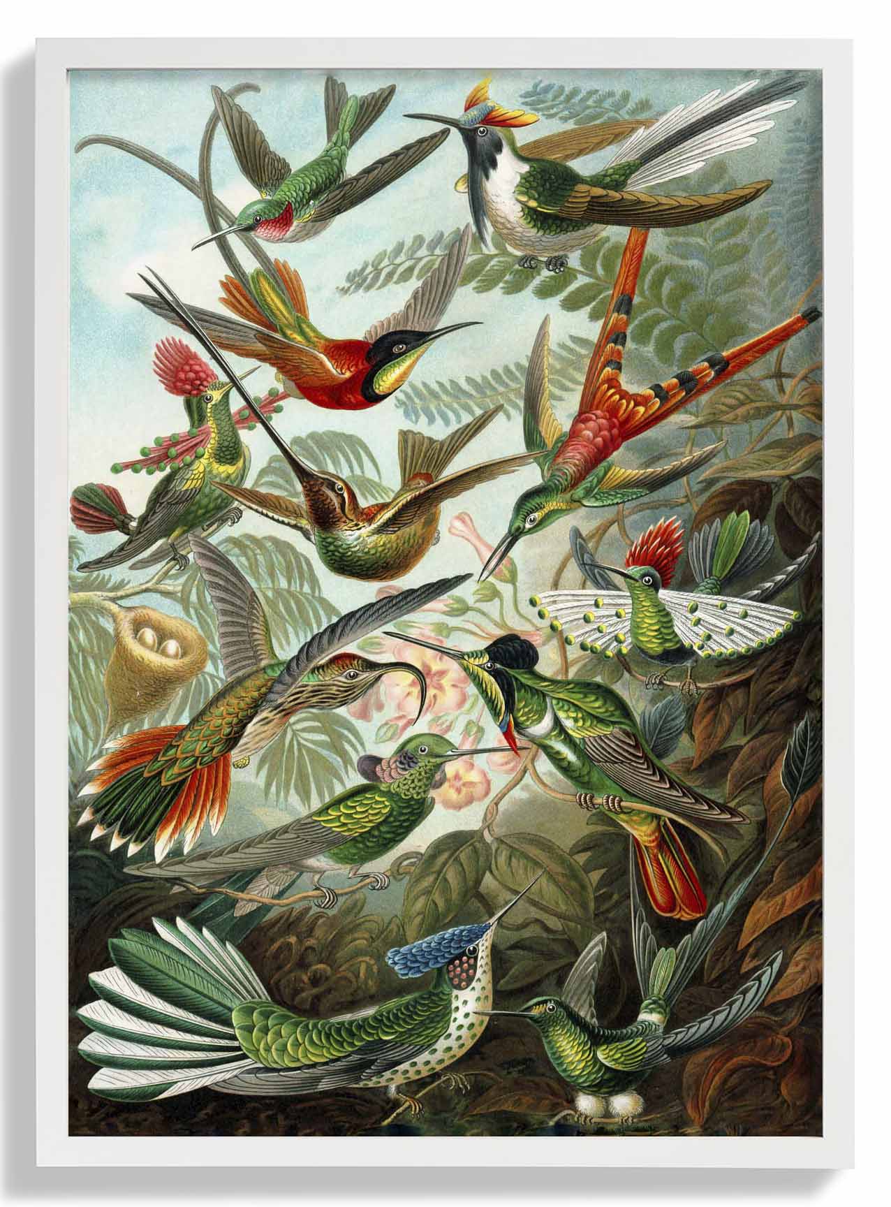 Birds of Paradise by Ernst Haeckel