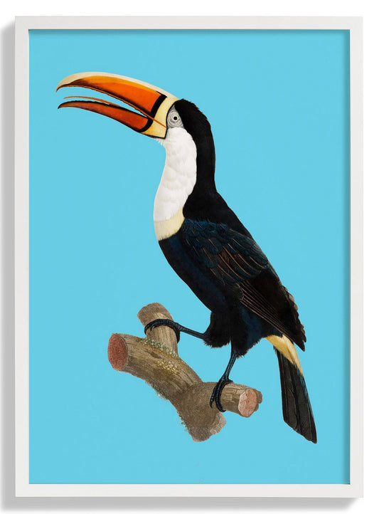 Toucan on Blue Animal Print