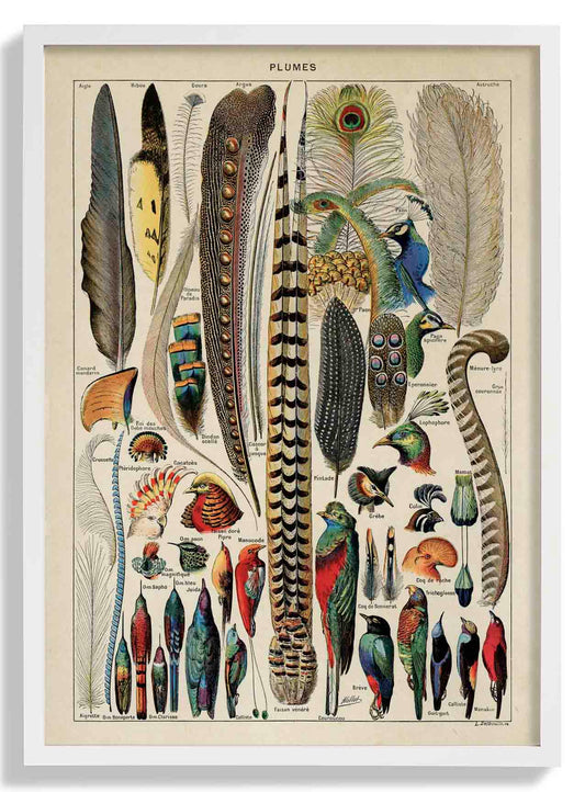 Bird Plumes Vintage
