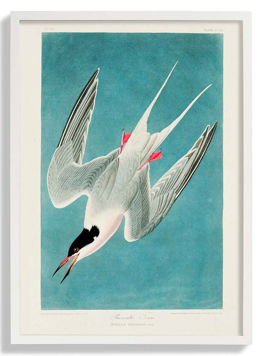 Rosenseeschwalbe Vintage Poster