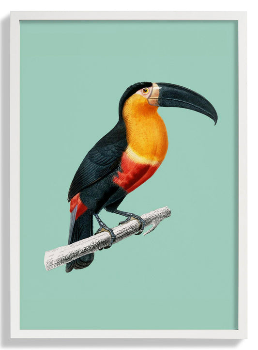 Toucan du Para on Green