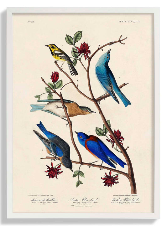 Artic and Western Blu-Bird