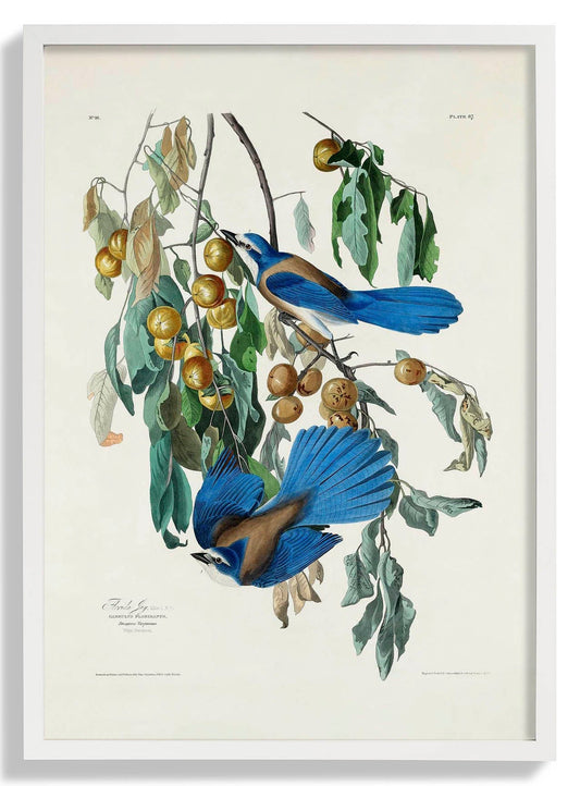 Florida Jay von Birds of America Poster