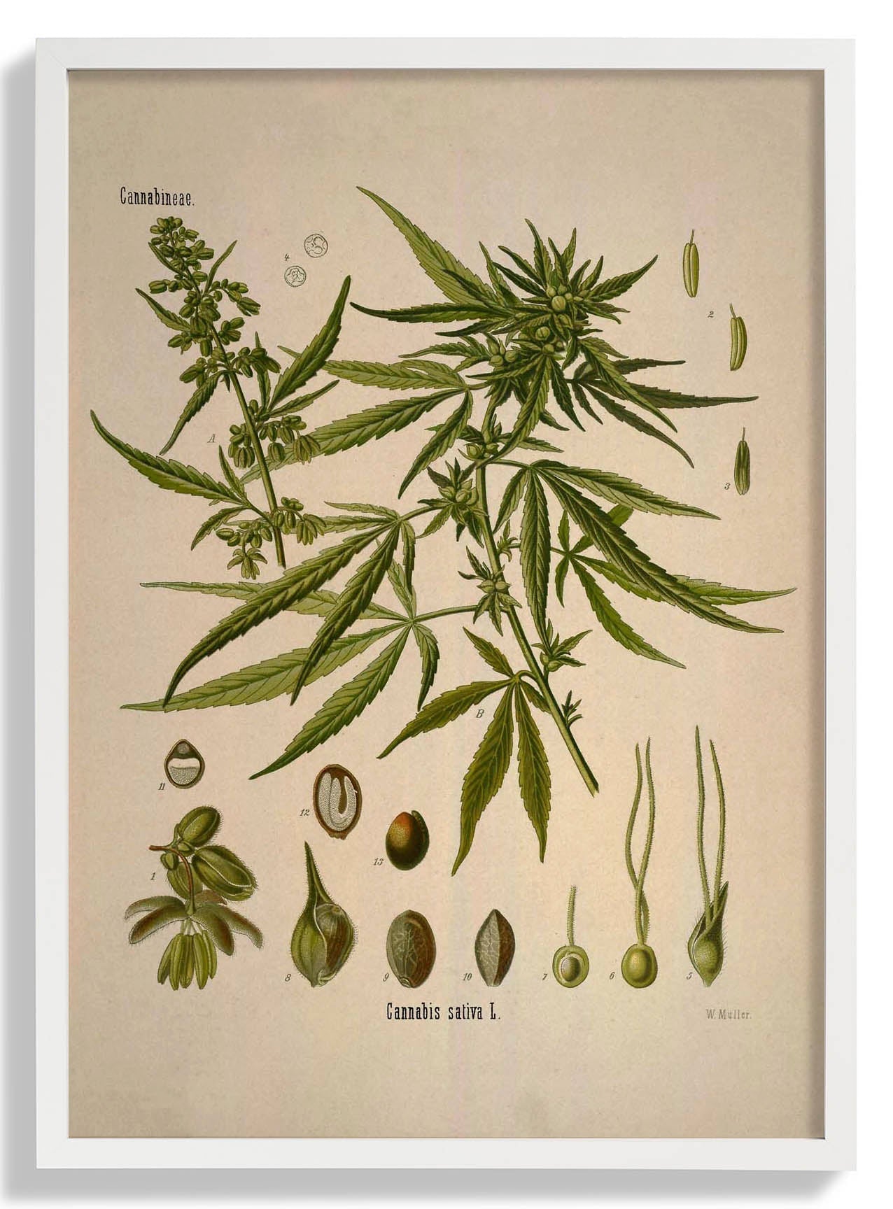 Cannabis Sativa School