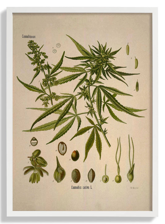 Cannabis Sativa School