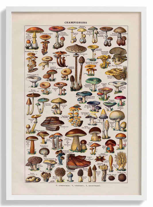 Antique Champignon by Adolphe Millot