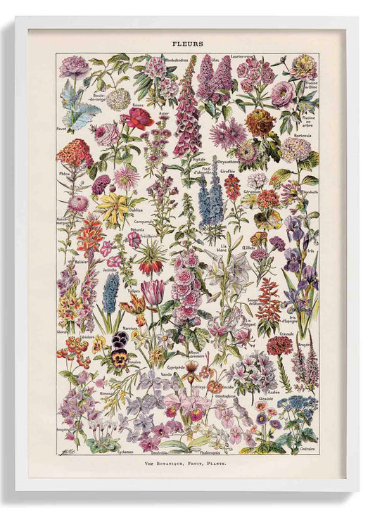 Fleur, the classic Vintage Flowers by Adolphe Millot