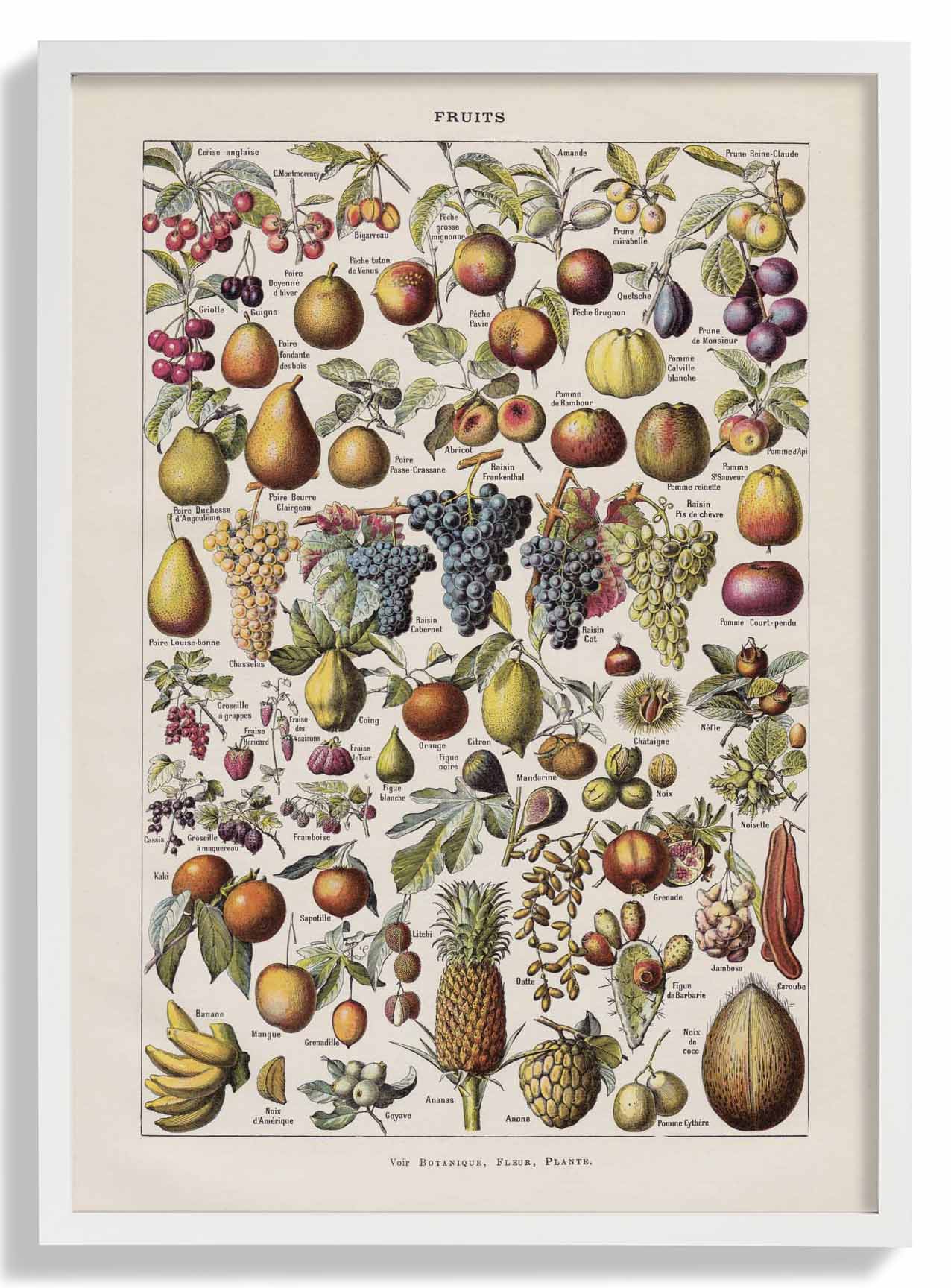 Antique Fruits by Adolphe Millot