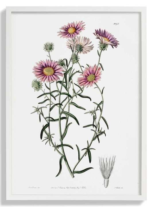 Vintage Hoary Flower