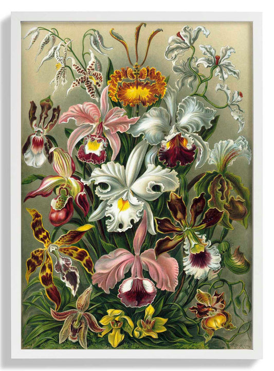 Orchideae Lilly Flowers by Ernst Haeckel