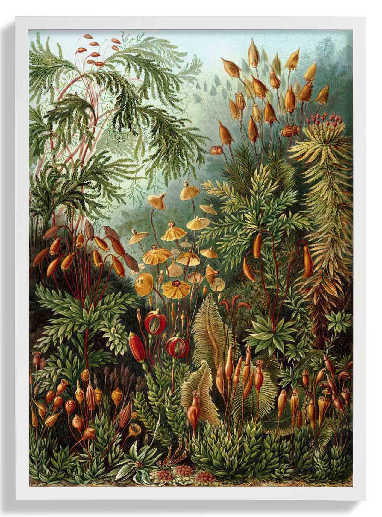 Mushroom ForestPrint by Ernst Haeckel