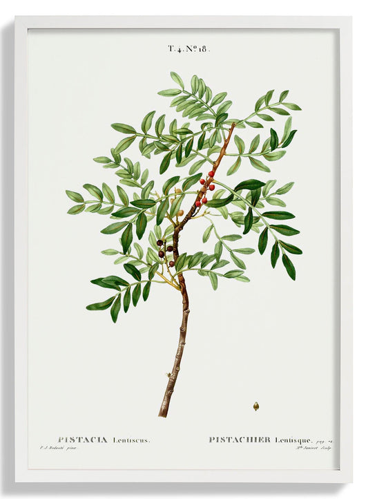 Poster Pistazienpflanze