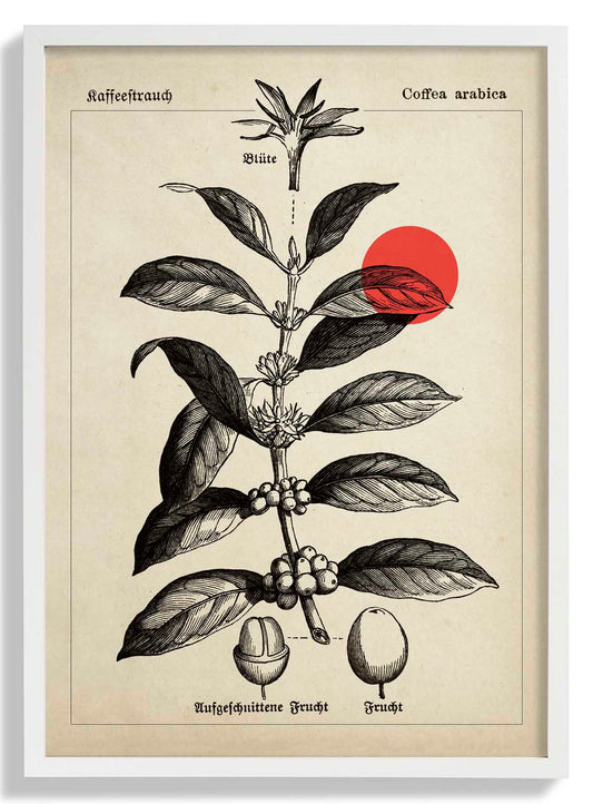 Coffee Kaffeebaum