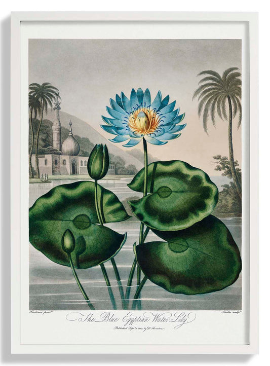 Blumendruck Ägyptische Seerose Tempel der Flora